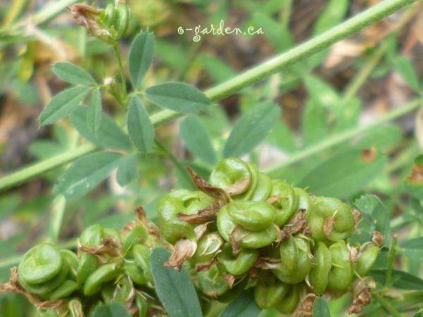 Alfalfa Seed Pods