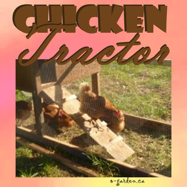 Chicken Tractor; keeping gardens and chickens safe