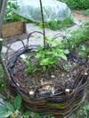 Coracle Bed for Beans and Squash