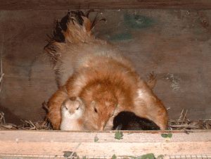 Mother Hen with her Chicks