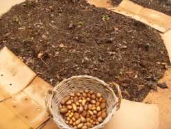 Choose the egg-sized potatoes left from last years crop