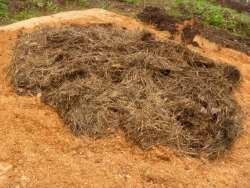a hay mulch is added to the bed