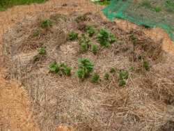 Sspiral Garden in June