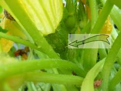 Squash Blossom Female showing fruit forming