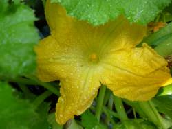 Squash Blossom Male, showing the anthers 