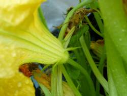 Squash Blossom Male - no fruite