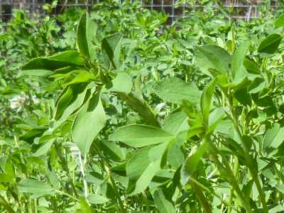 Alfalfa can put on an incredible amount of growth first thing in the spring; all the more to use in the garden...