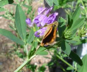 Skipper butterfly on Alfalfa