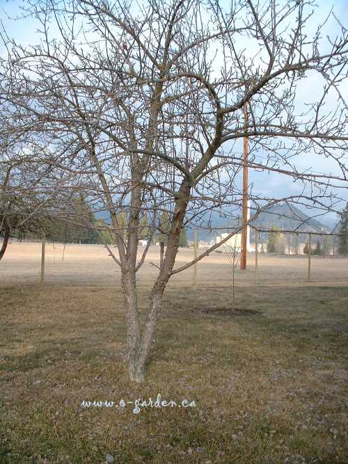 Overgrown and neglected apple tree...