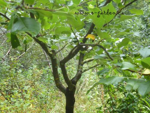 These branches all emerge from the same spot on the trunk, spaced around it...