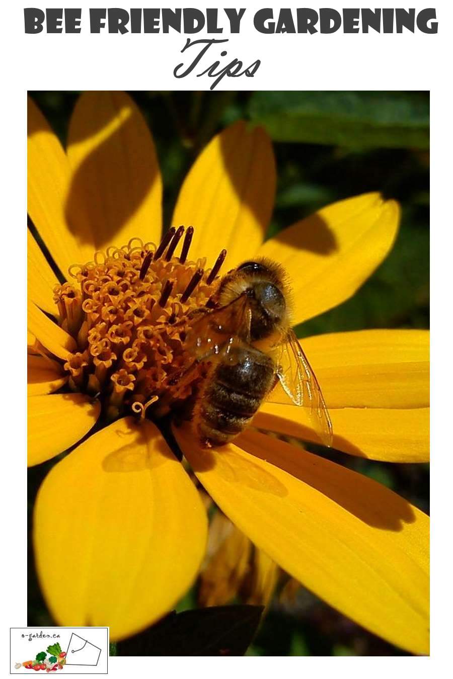 Bee Friendly Gardening Tips