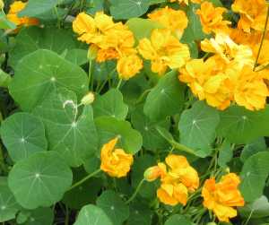 Raised beds near the kitchen should always have a few flowers