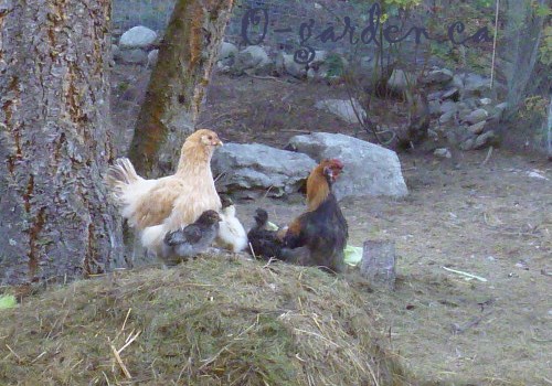 Rags and Hobo with their little family of chicks...