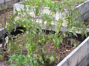 tomatoes in square foot gardening methodd
