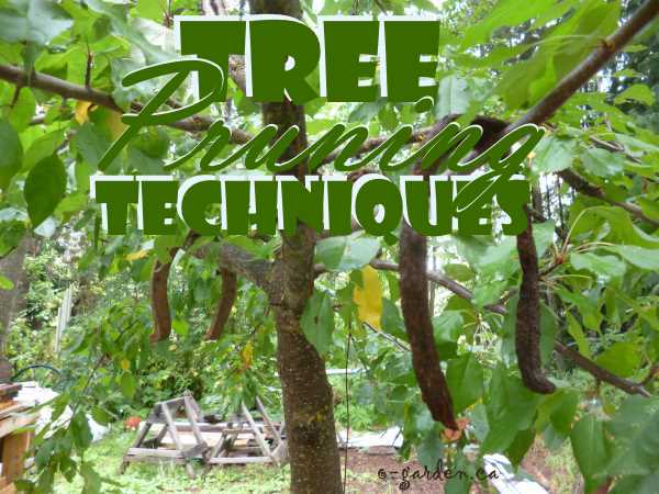 Fruit Tree Pruning Techniques
