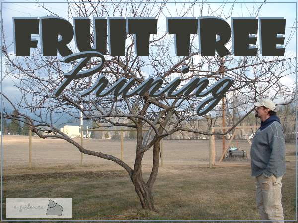 Pruning Fruit Trees - tips and techniques