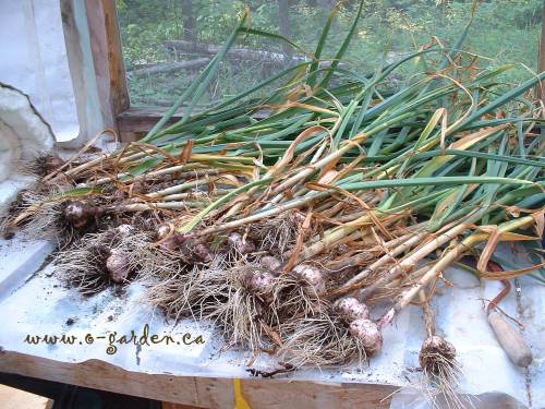 Curing garlic is an important step