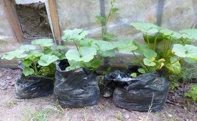 Growing squash and other vegetables in plastic bags means you can tailor the soil to their exact requirements...