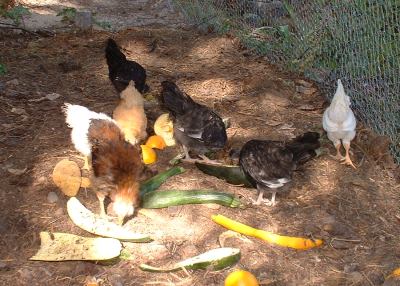 Chickens are happiest when scratching and pecking