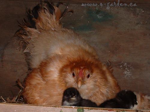 Hobo the hen with her chicks...
