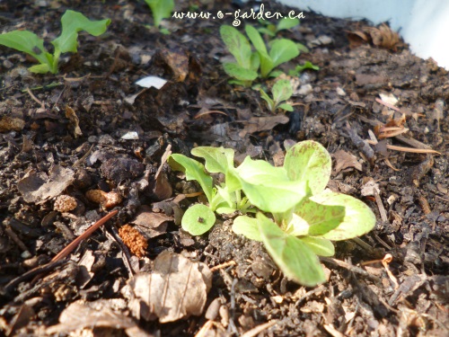 The finished hot compost, growing happy lettuces