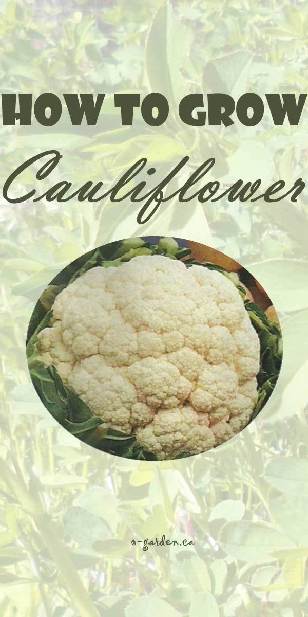 How ro Grow Cauliflower