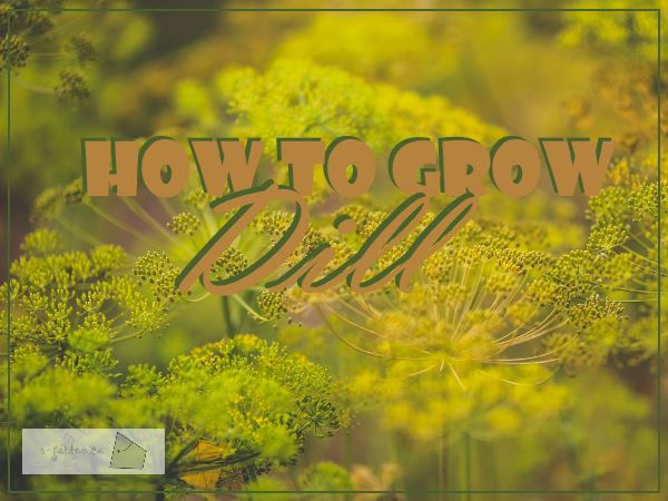 How to Grow Dill