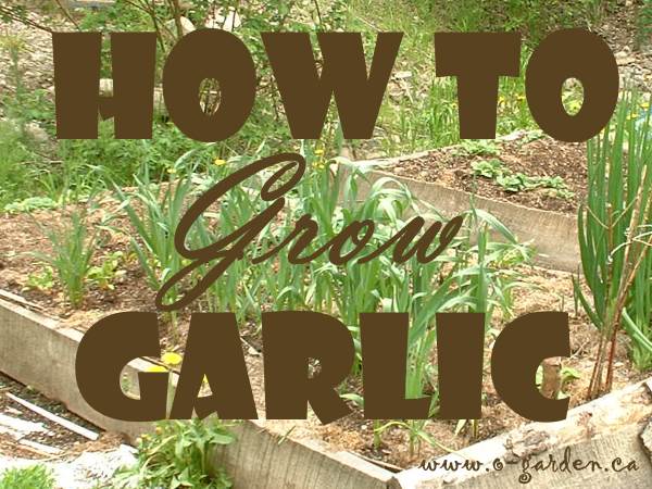 How to Grow Garlic organically