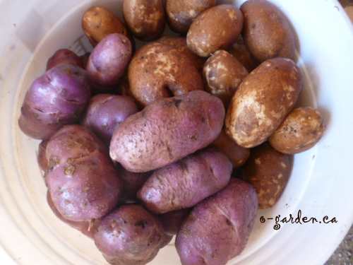 Potatoes - the harvest