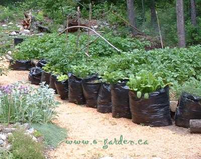 How to Grow Potatoes Organically