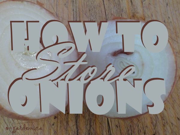 How to Store Onions