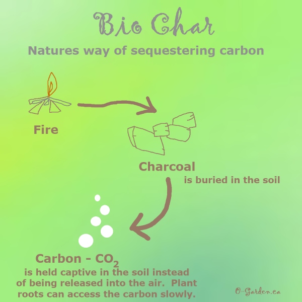Bio Char; natures way of sequestering carbon