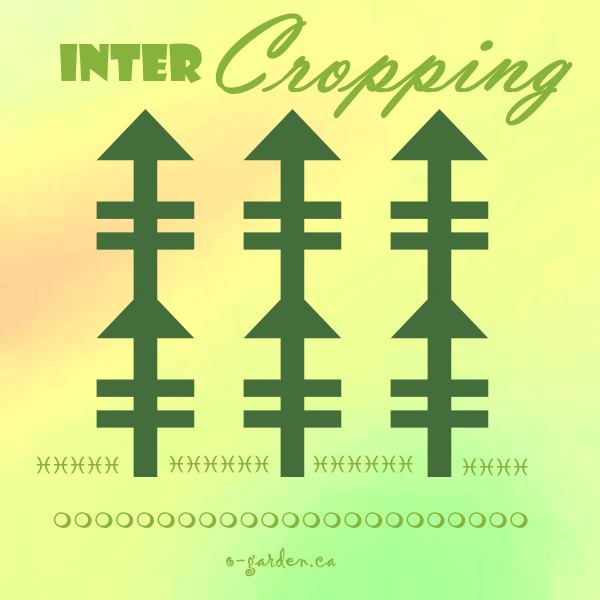 Intercropping