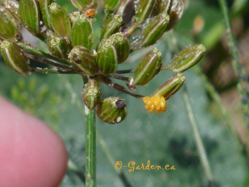 Ladybug eggs on a dill flower head...