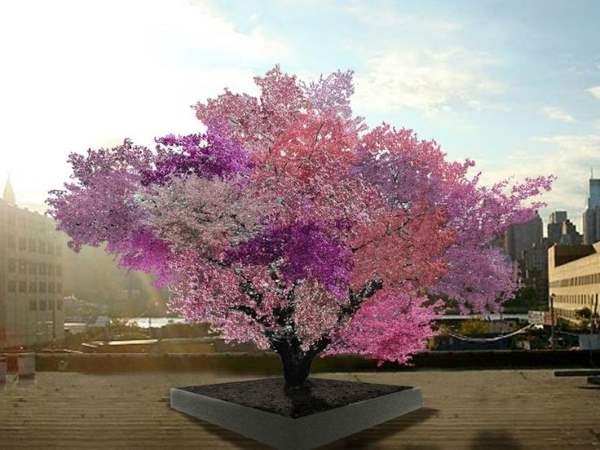 Mock up of a multiple variety fruit tree and how it might look...
