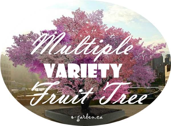 Multiple Variety Fruit Tree