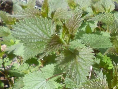 Nettles are distinctive; learn what they look like...