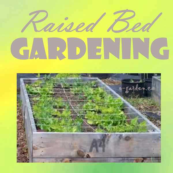 Raised Bed Gardening