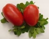 Looking for information on growing paste tomatoes?