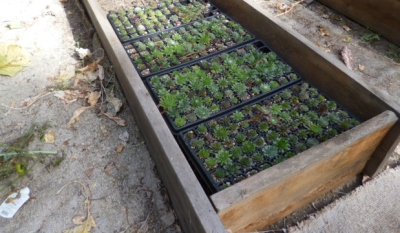 Carpet being recyled in the organic garden