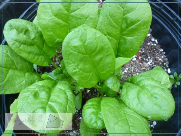 Spinach - the powerhouse of vitamins