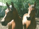 Horses produce a lot of manure..