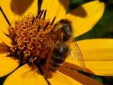 Bee Friendly Gardening Tips