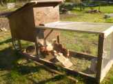 Give your chickens a moveable home - a Chicken Tractor...
