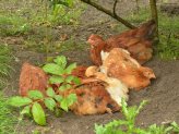 Dust Bath For Chickens