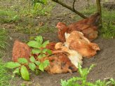 Dust Bath For Chickens