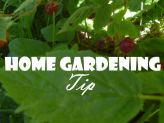 Home Gardening Tip