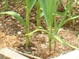 How to Grow Garlic