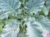 How to Grow Kale