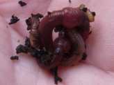 Worm Composting